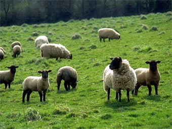 кредиты овцами